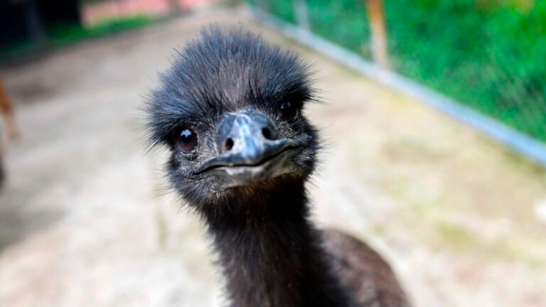 Emu spottings have Mass. town confused