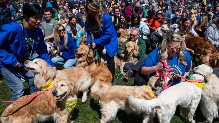 Hundreds of Golden Retrievers join meet-up to honor Spencer, Boston Marathon's official dog