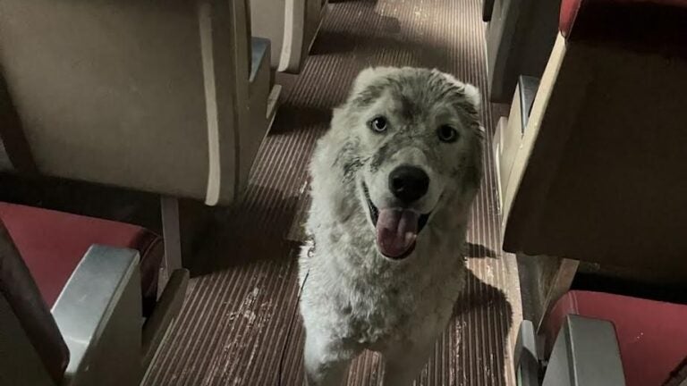 Commuter rail crew saves dog left tied to the tracks near Lowell