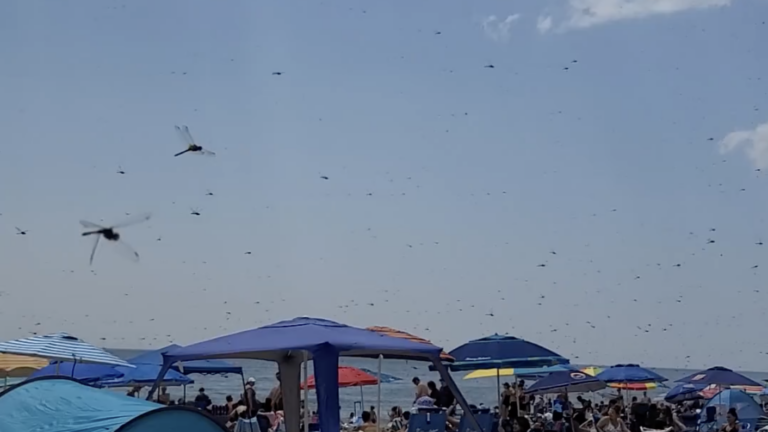 Dragonflies swarm RI beach, sending beachgoers scrambling