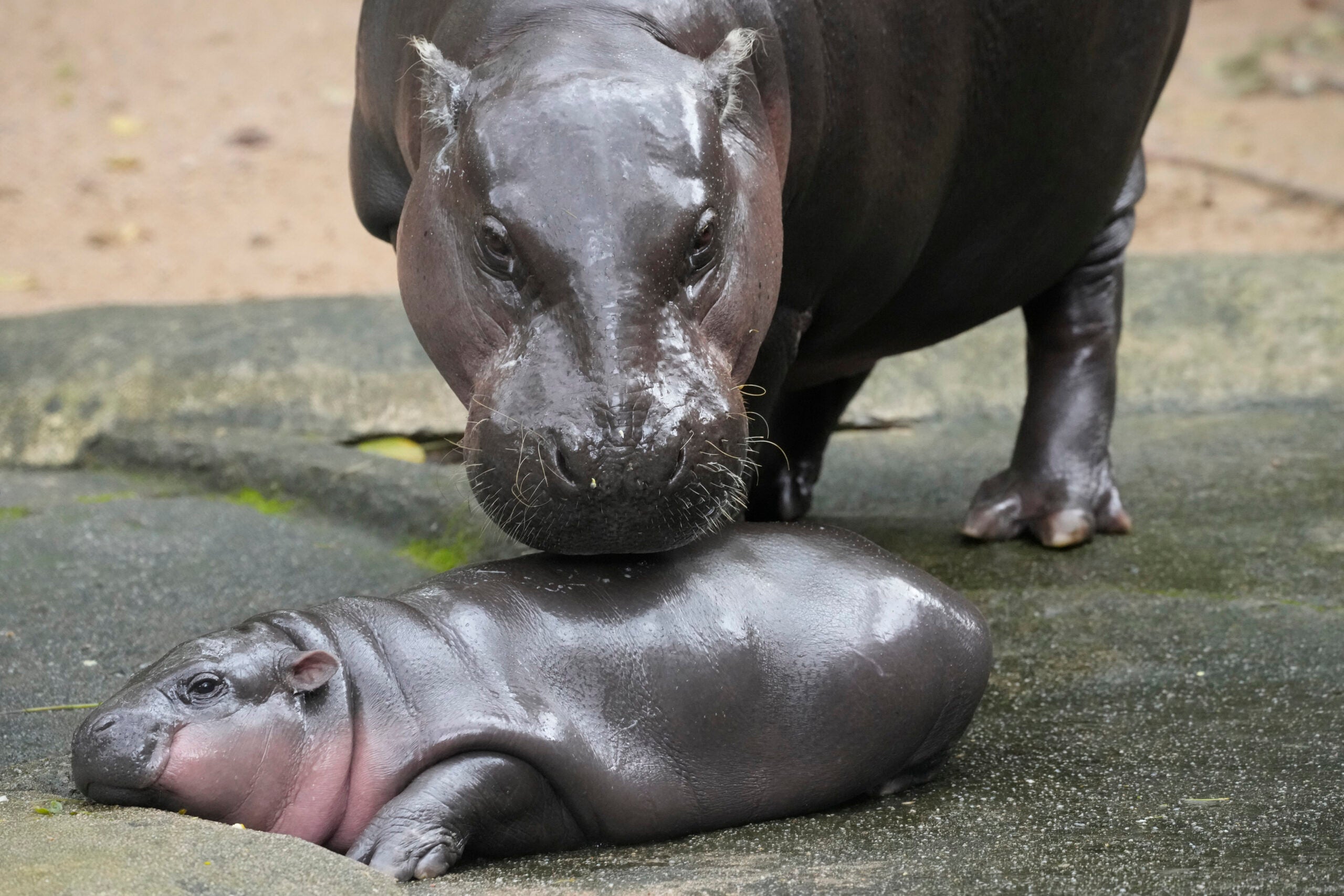 Pygmy Hippo Moo Deng Is So Adored She May Get Her Own Patent