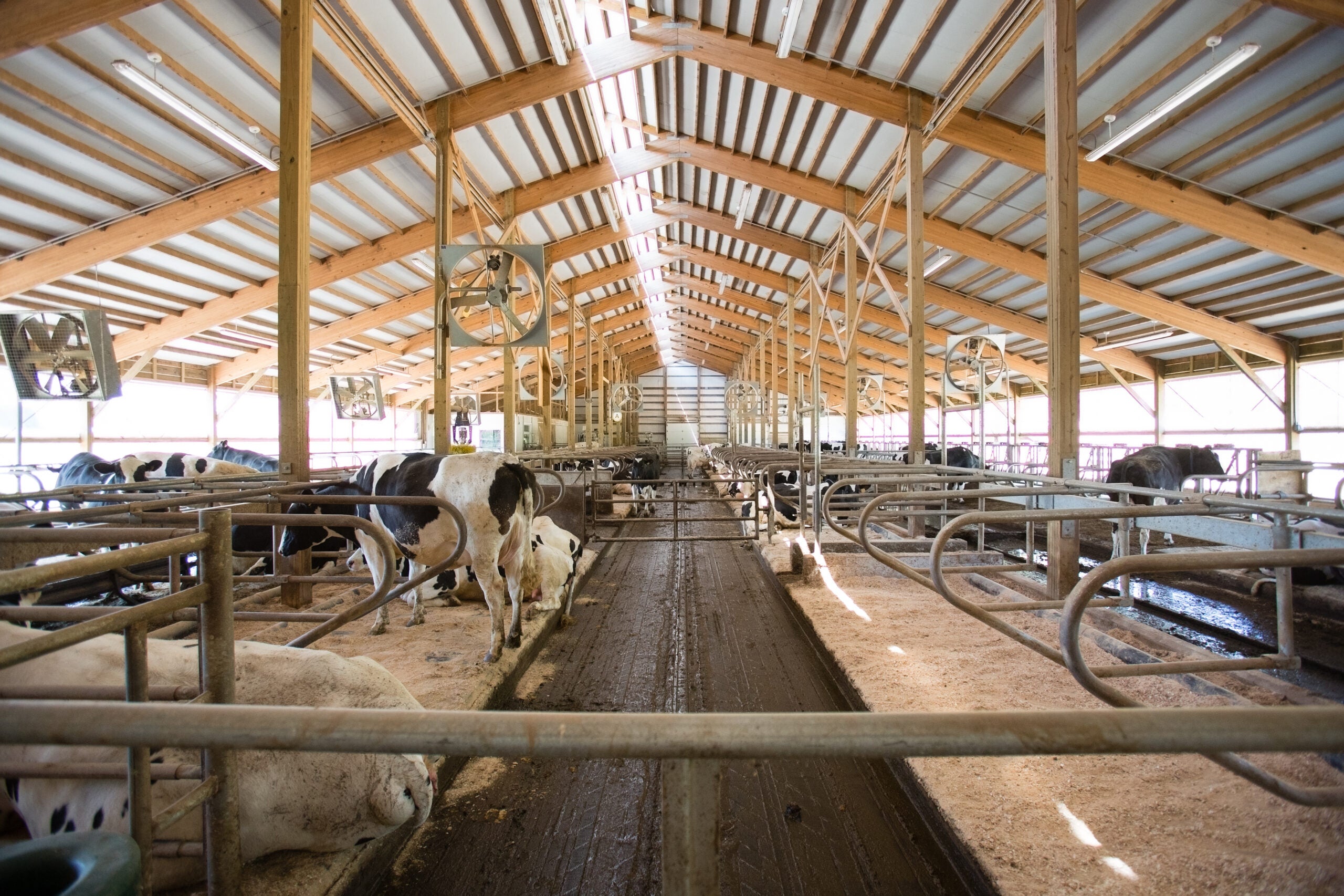 Farm’s state-of-the-art barn caters to cows