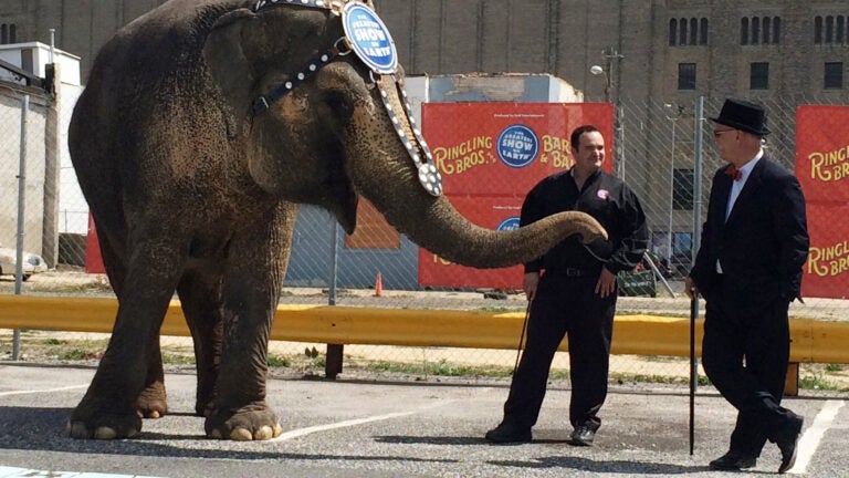 LA City Council Bans Use of Bullhooks on Circus Elephants