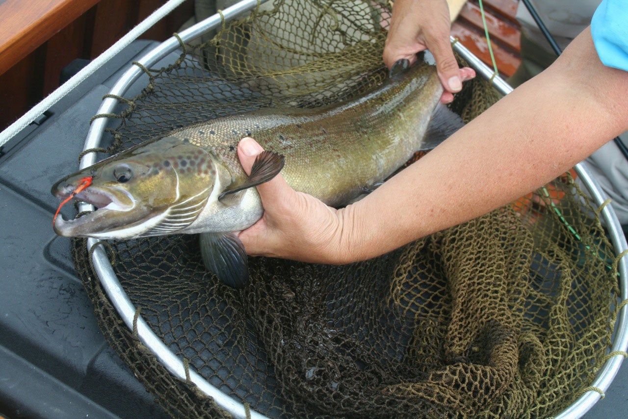 Ted Williams Lodge - New Brunswick Fly-Fishing Outfitter & Lodge