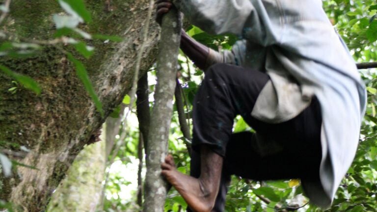 What tree-climbing pygmies tell us about foot evolution