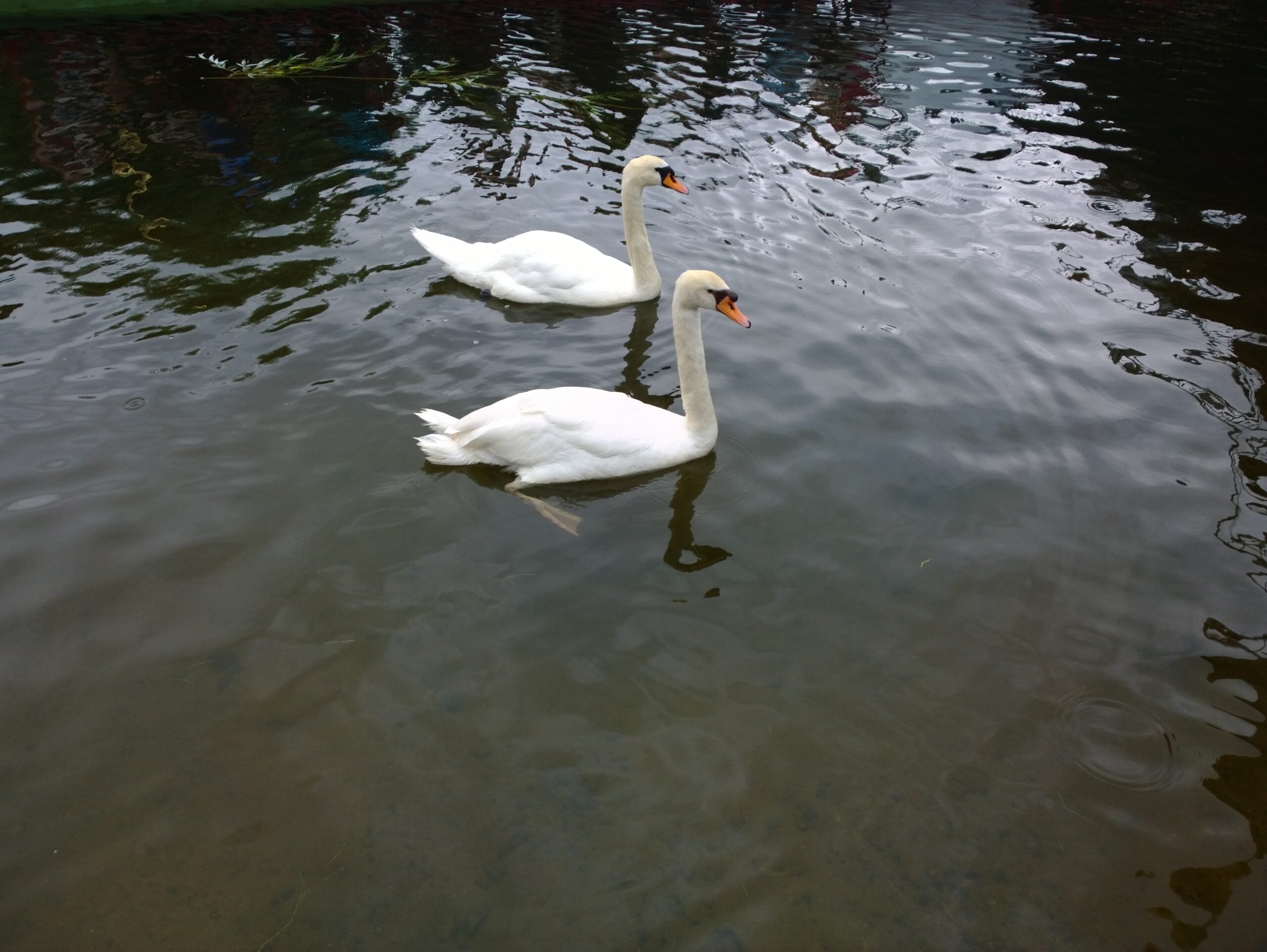 Swans Return to Public Gardens to be Marked with Celebration