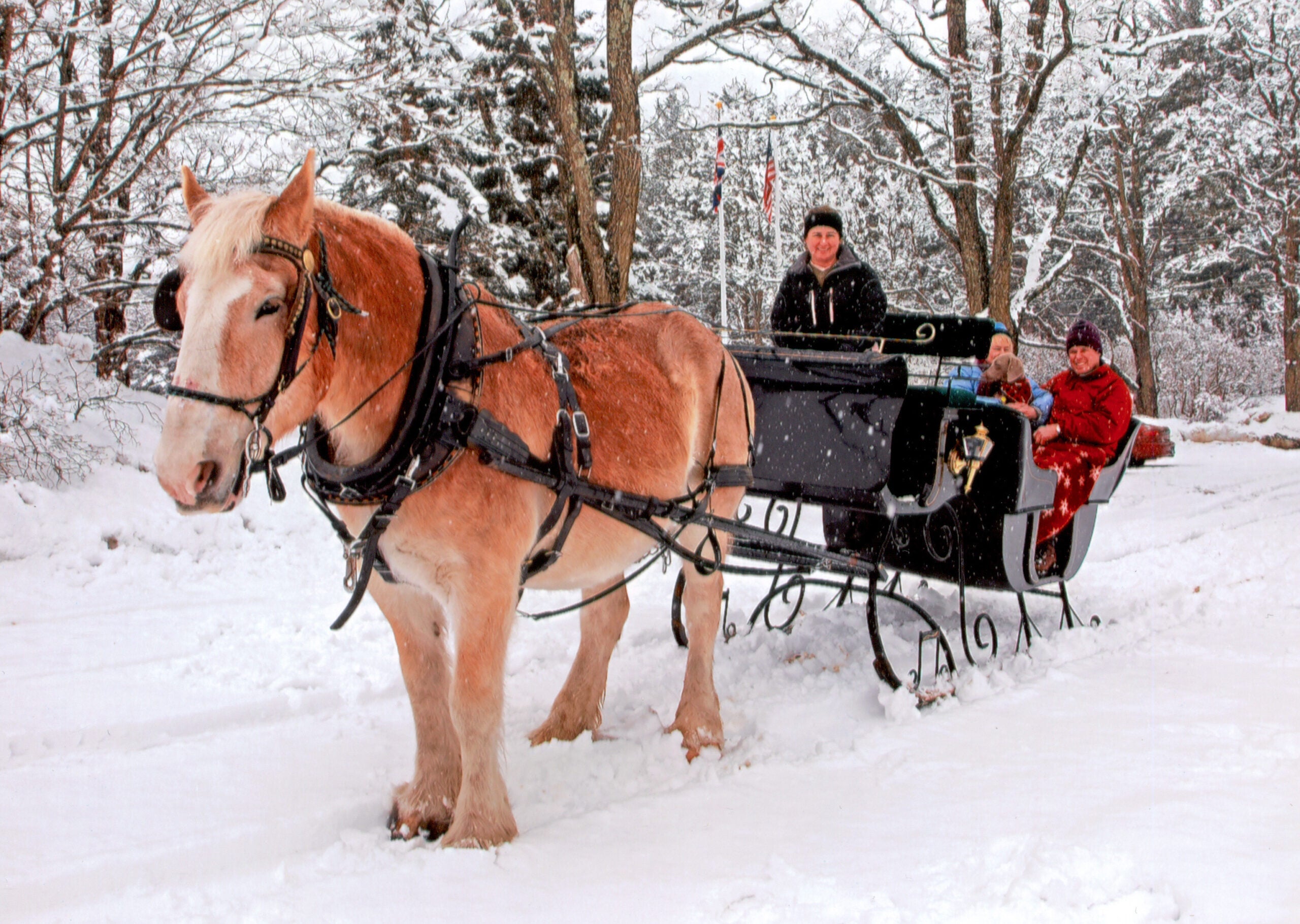 From a Valentine sleigh ride to luggage that weighs itself