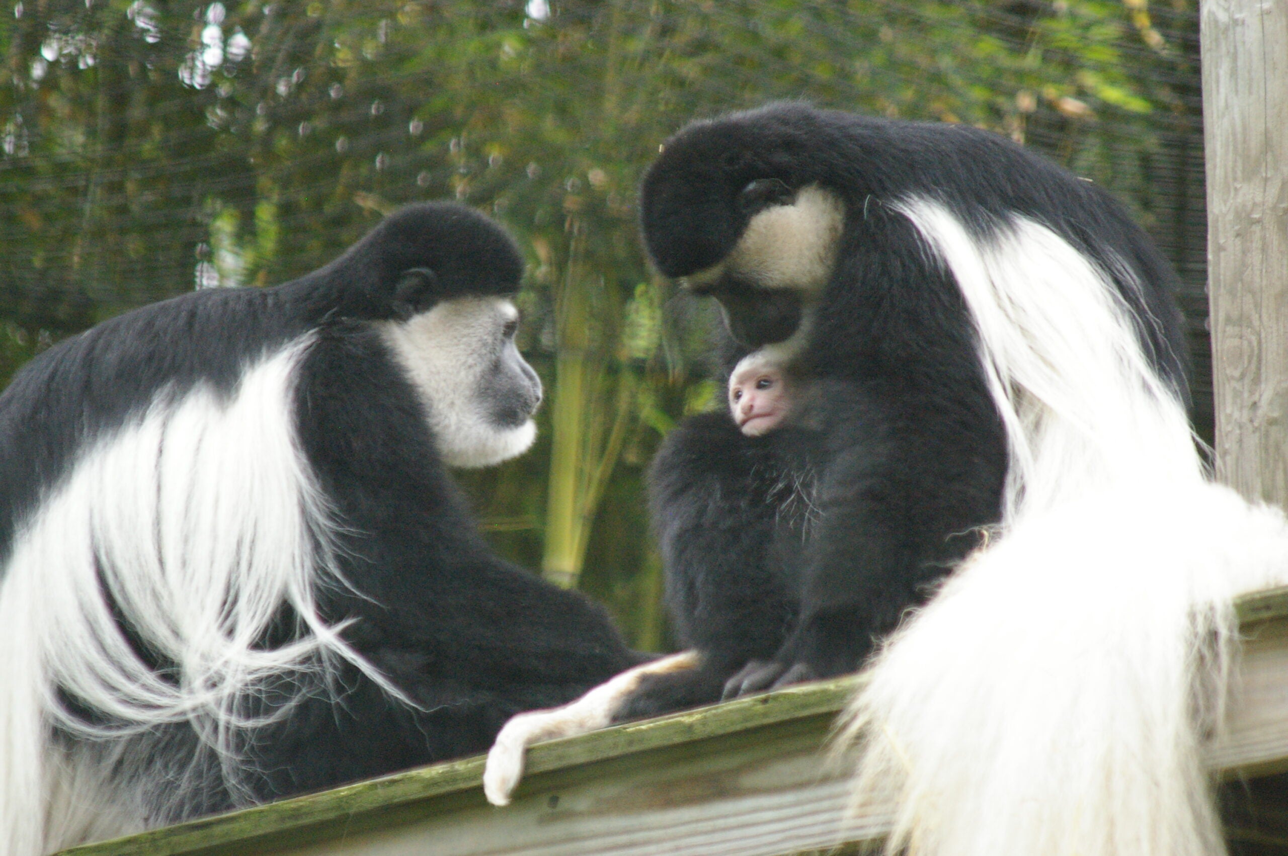 2 Monkeys Are Apparently Taken From Dallas Zoo in Latest Bizarre