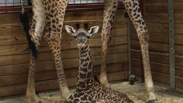 See the Rare Spotless Giraffe Born at a Tennessee Zoo, Smart News