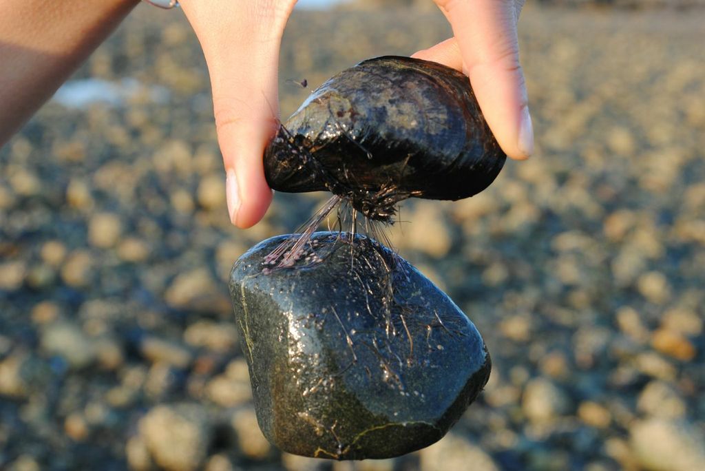 MIT researchers study how mussels stay put