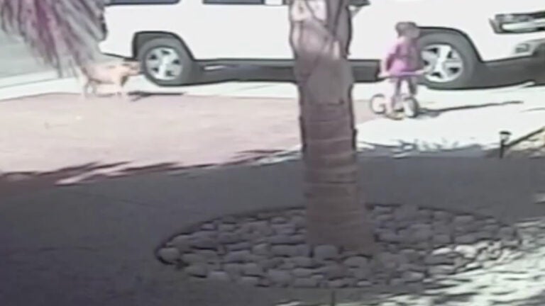 Hero Cat Saves Boy from Vicious Dog Attack