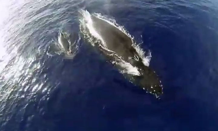 Mama Whale Gives Baby a Piggyback Ride Off Coast of Hawaii