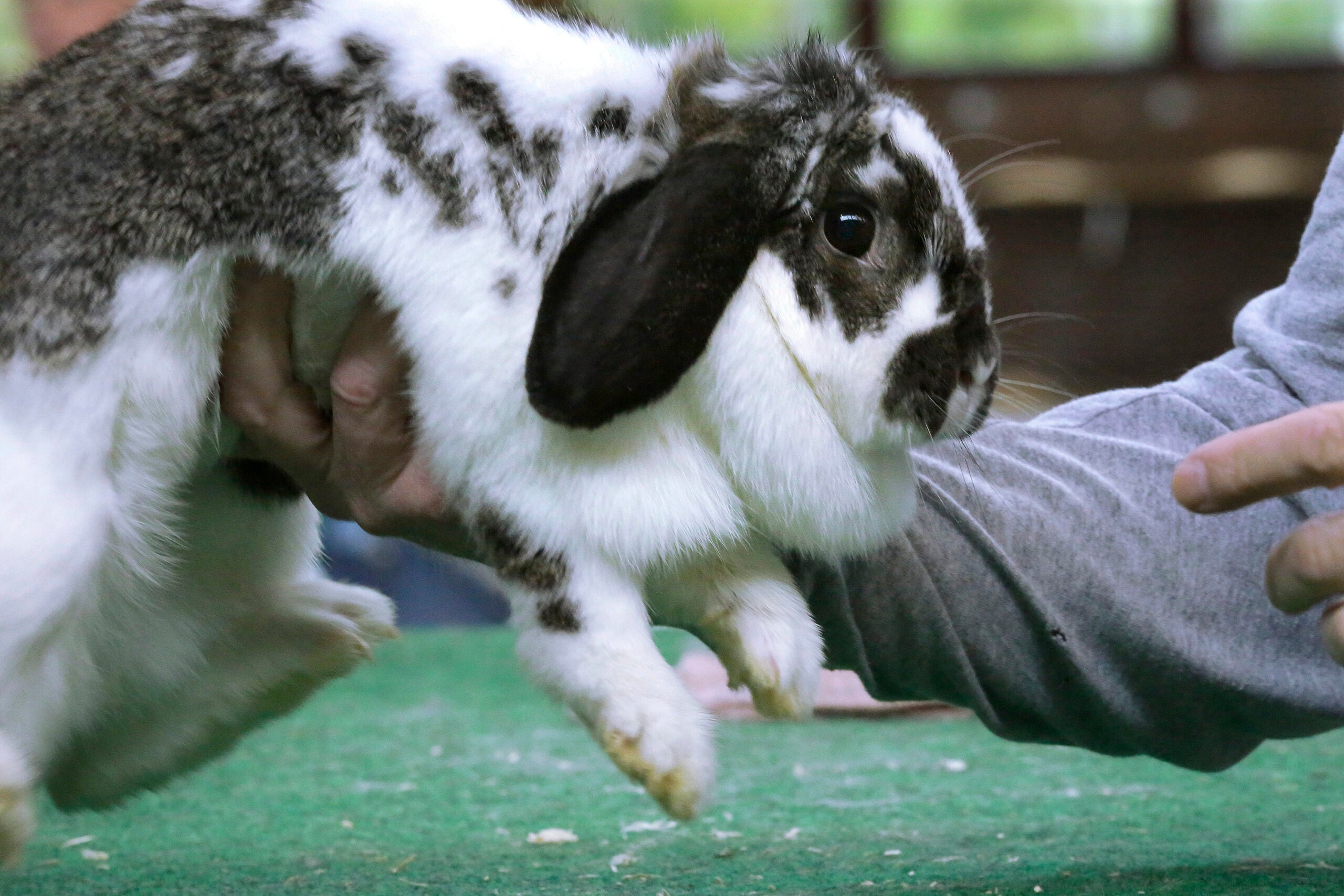 The Real Reason Whole Foods No Longer Sells Rabbit Meat