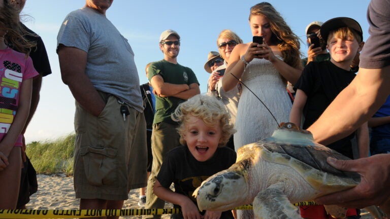 Endangered Sea Turtles Released off Cape Cod