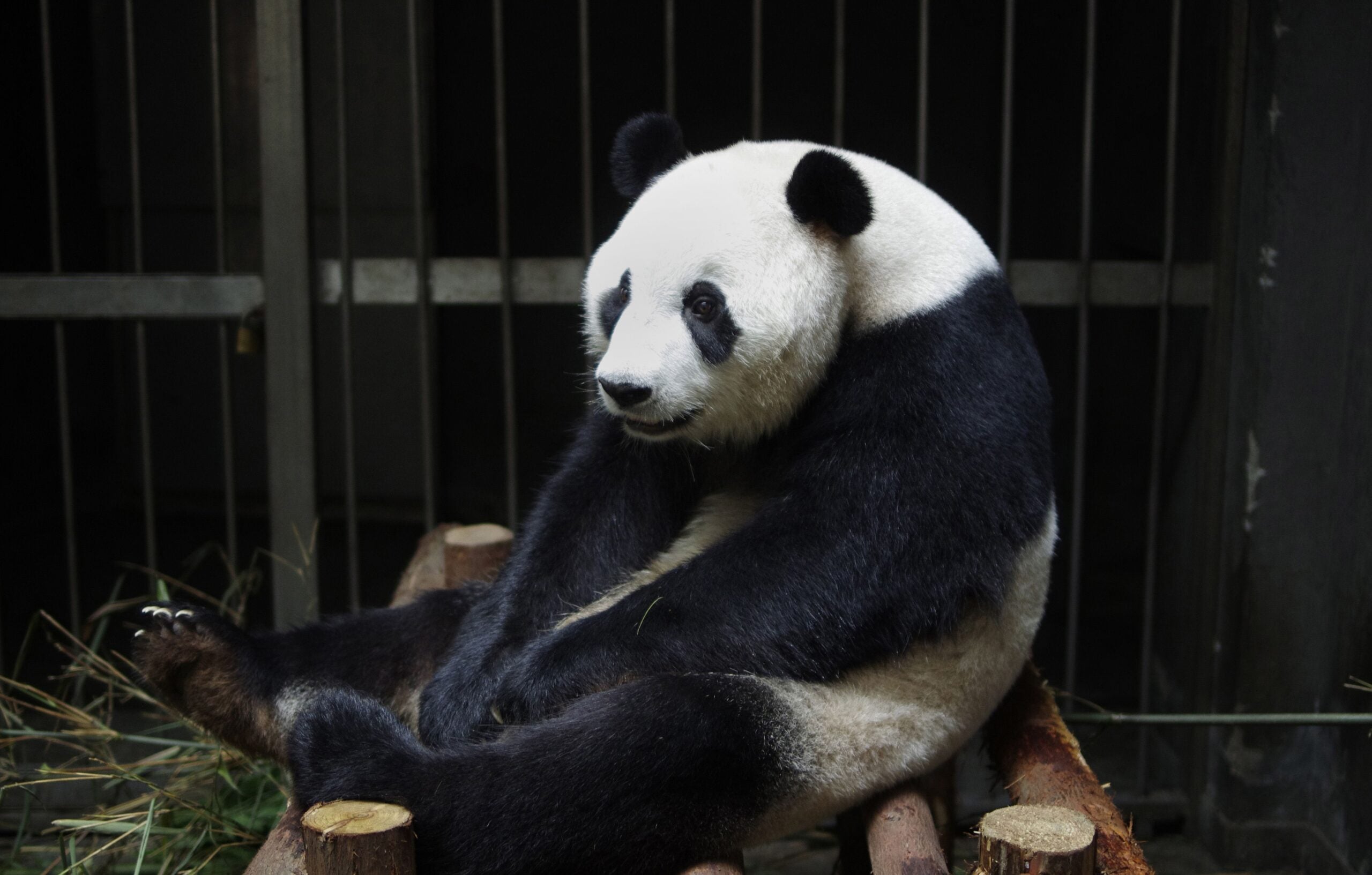Panda Fakes Pregnancy For More Food