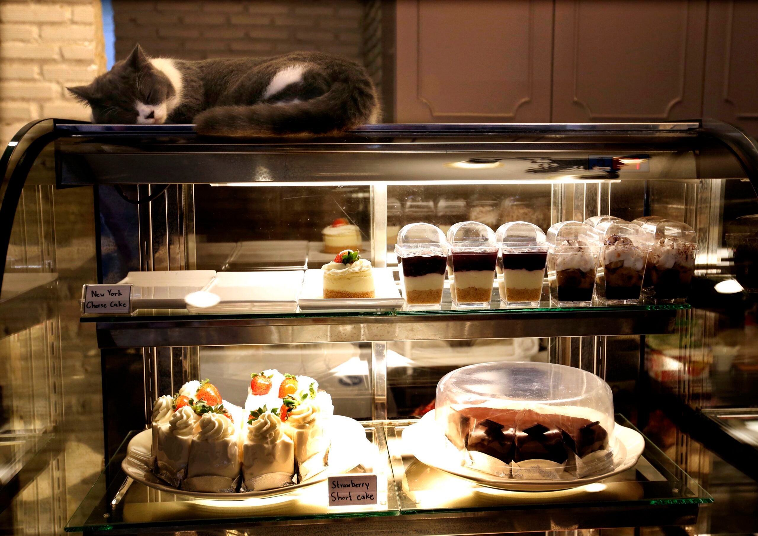 A Cat Cafe Could Open in Boston (for Real This Time) - Eater Boston
