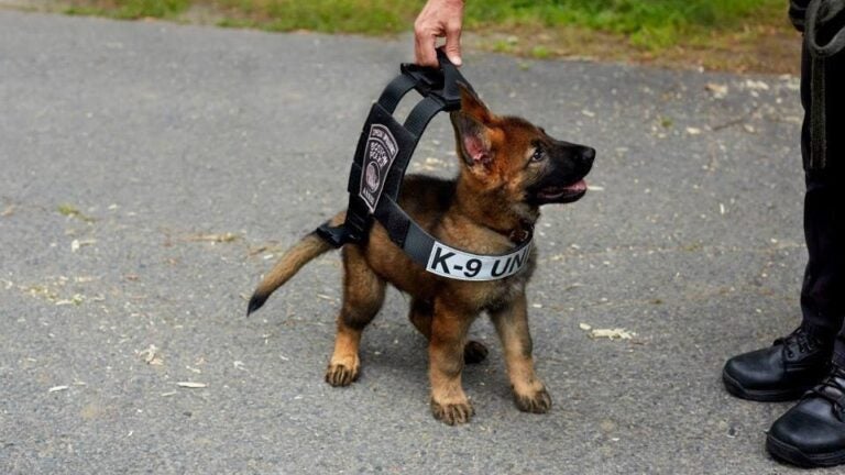 Why don't the police or the military supply their K-9s with bullet proof  vests? - Quora