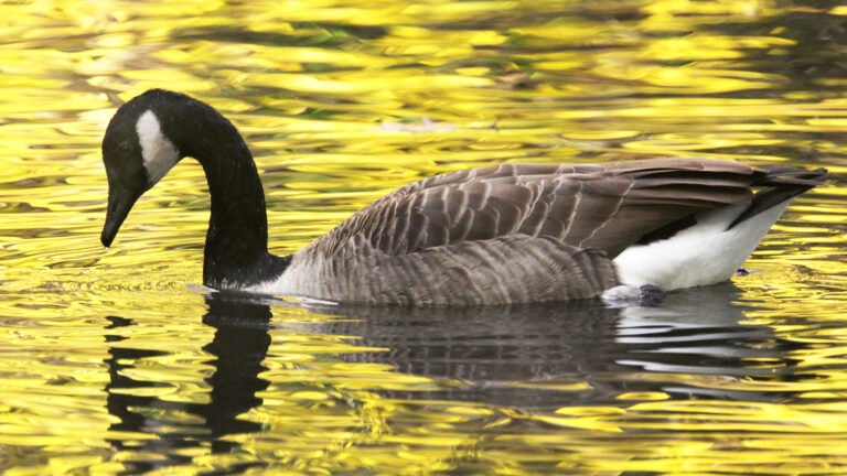 Canada goose shop boston globe