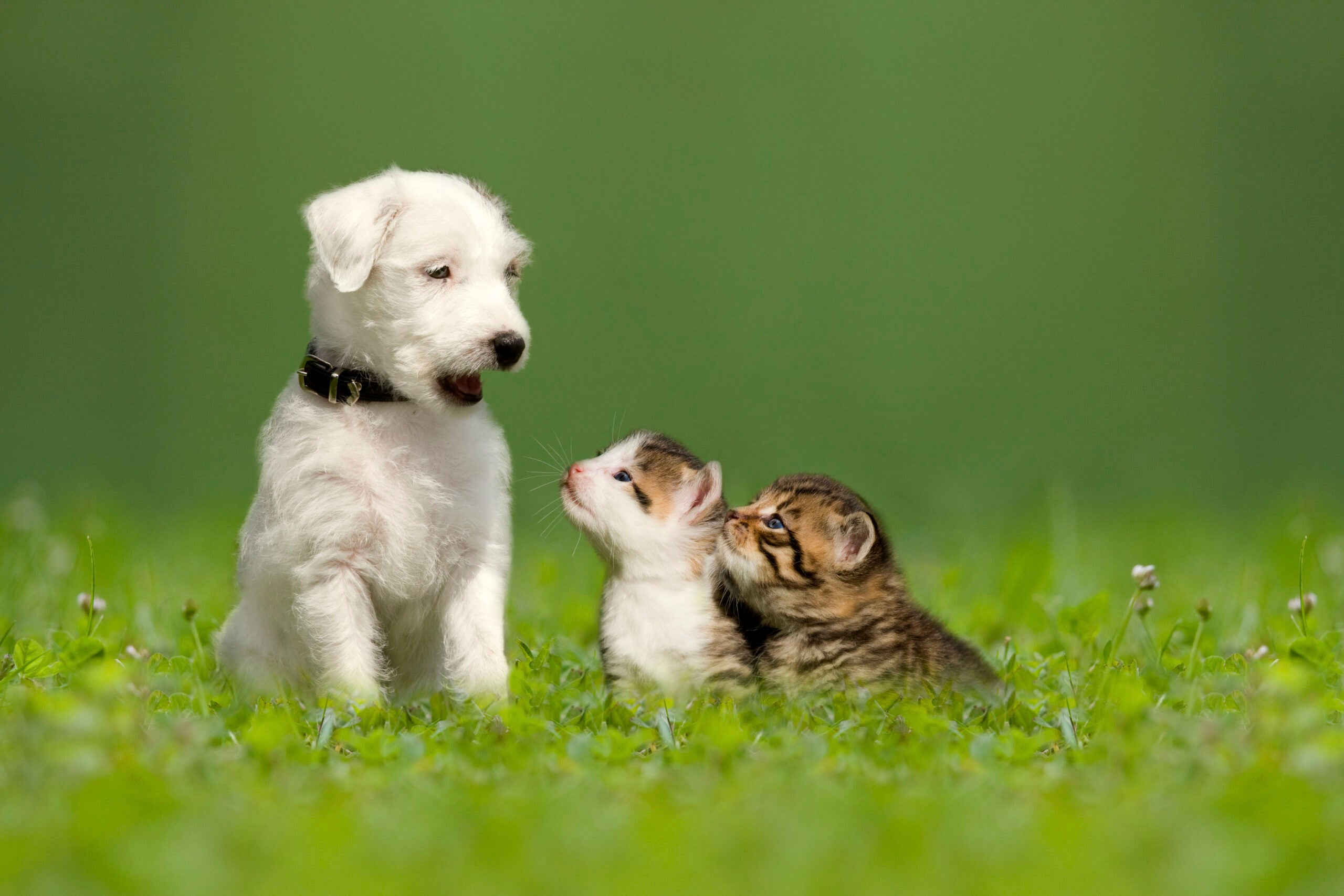 Котенок и собачка на травке