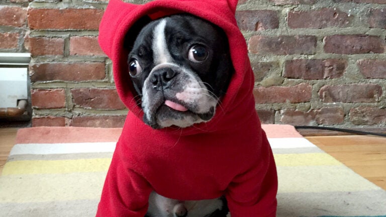 Boston store terrier hoodies