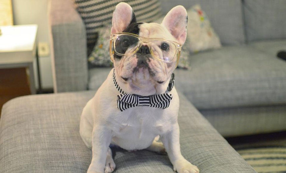 French bulldog sales in apartment