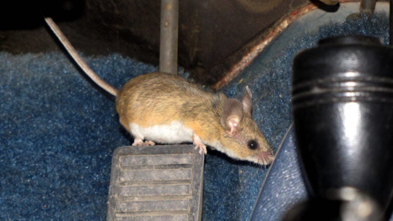 Shoo it yourself: When mice invade, you can repel