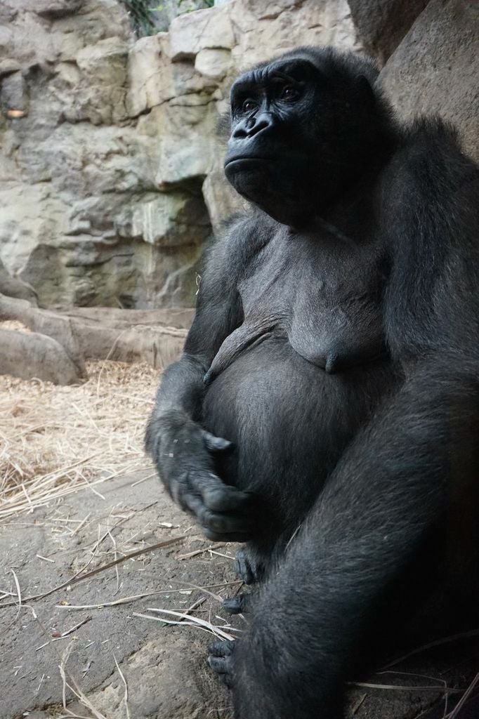 Gorillas Giving Birth