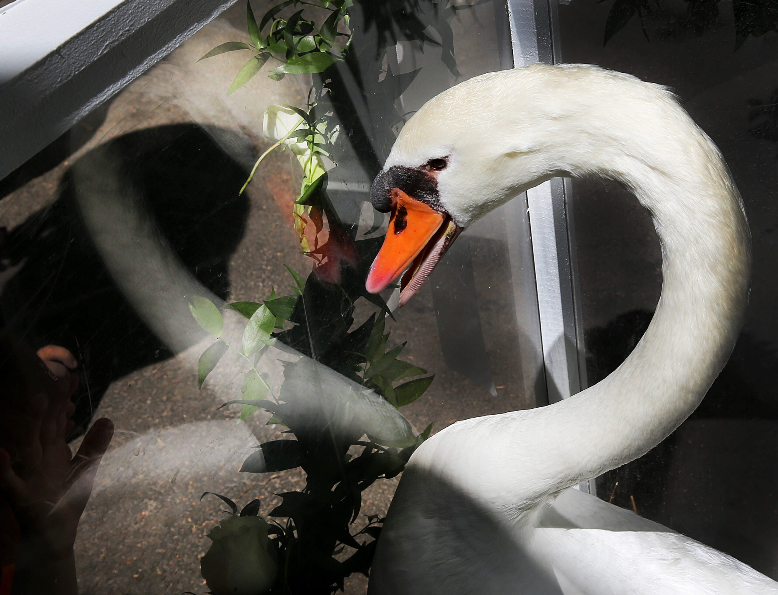 Romeo and Juliet: A Very Massachusetts Love Story Between Two Swans