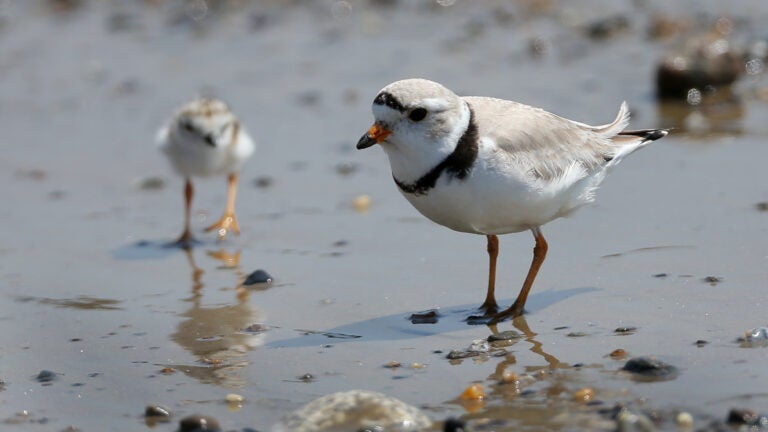 Endangered piping plovers chase July 4 fireworks out of Barnstable beach