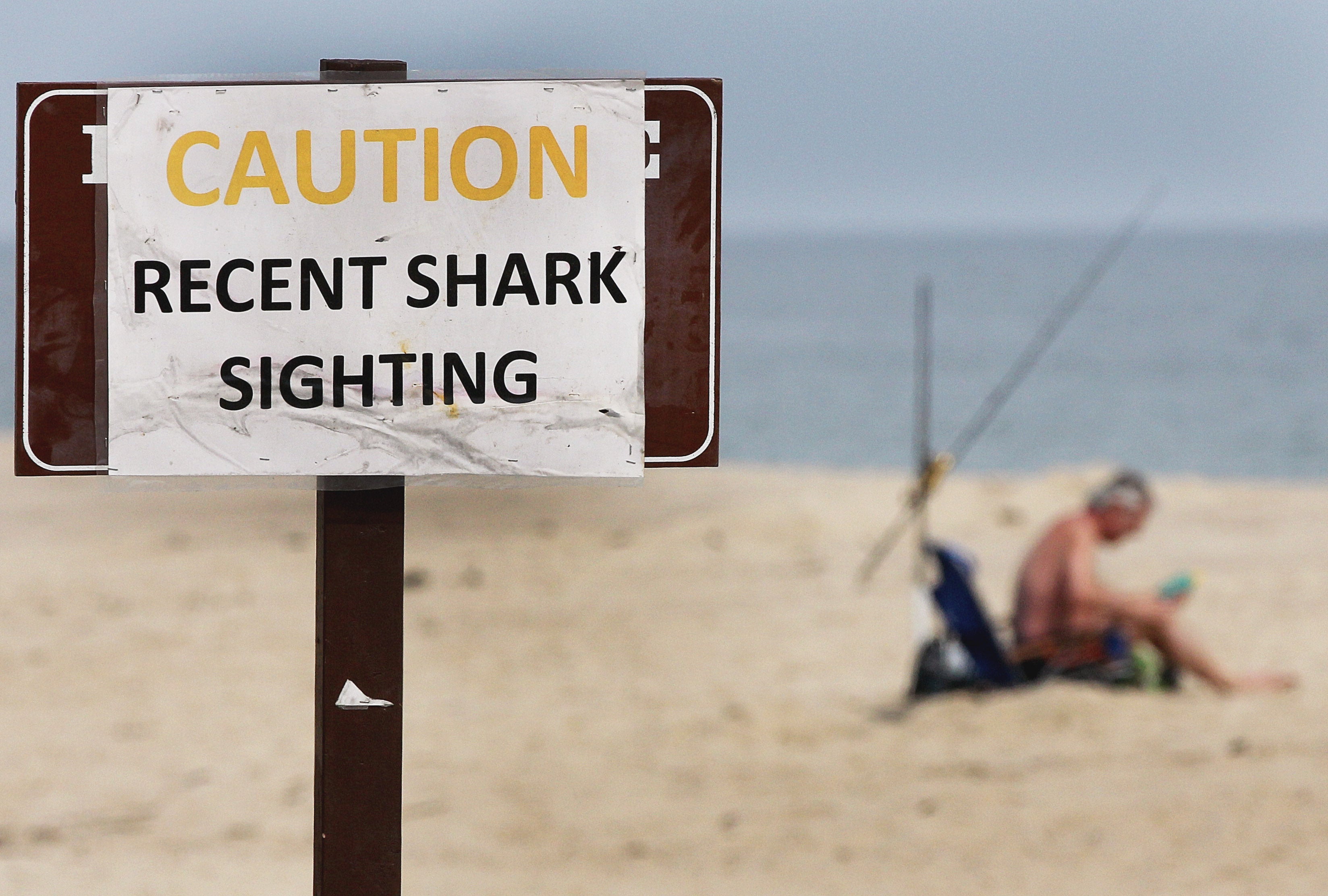 A brief history of shark attacks in Massachusetts