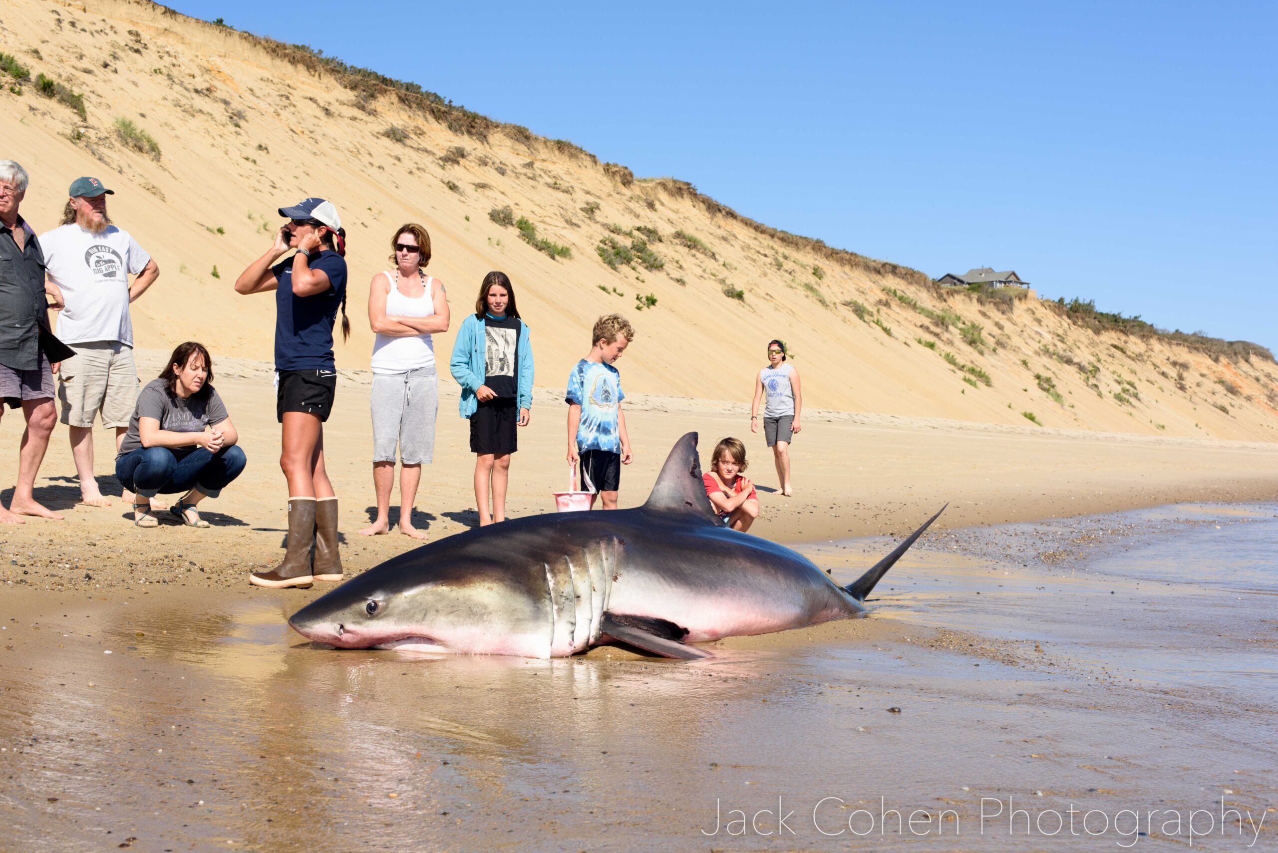 Great white shark dies on Cape Cod beach despite valiant rescue attempt
