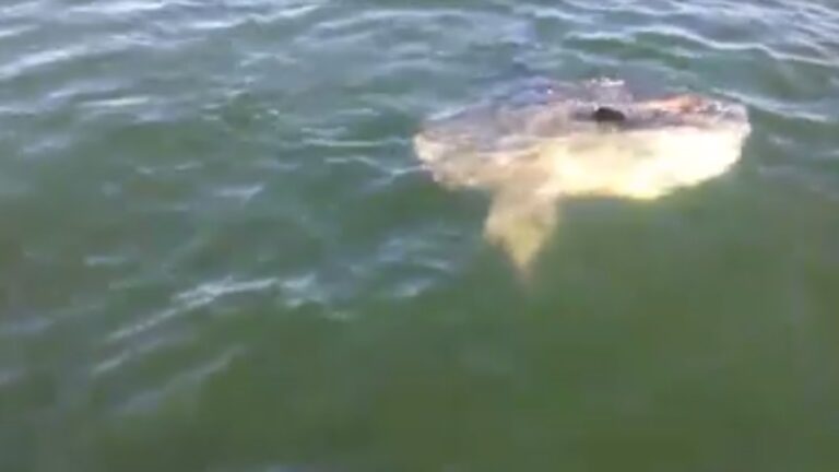 It might not be a 'sea monstah,' but the sunfish in that video is