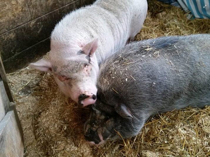 12 Massachusetts pigs are looking for a forever home