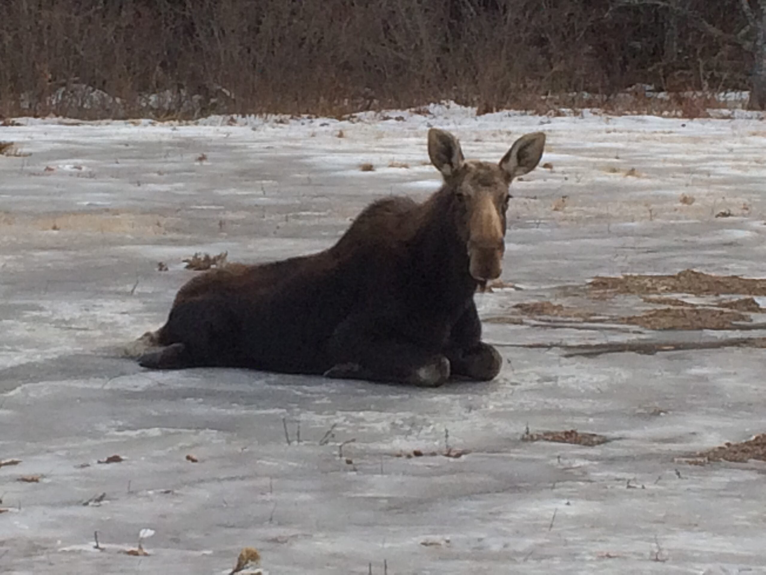 New Hampshire conservation officer helps moose after a slip and fall