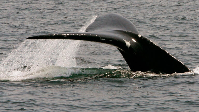 Extremely rare whales make a big showing in Cape Cod Bay