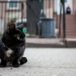 A black cat on a sidewalk.