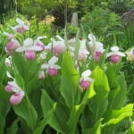 Showy Lady Slipper