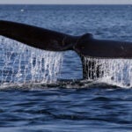 Cap Cod Bay, MA - 4/12/10 - A North Atlantic Right Whale sounds while feeding on plankton in Cape Cod Bay, off the coast of Provincetown. A team from the Provincetown Center for Coastal Studies, was reasearching the right whale's food supply today during their migration north. (Globe staff photo/ Bill Greene) section:metro, reporter Filipov
