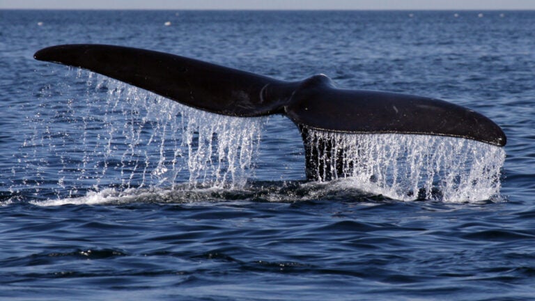 Cap Cod Bay, MA - 4/12/10 - A North Atlantic Right Whale sounds while feeding on plankton in Cape Cod Bay, off the coast of Provincetown. A team from the Provincetown Center for Coastal Studies, was reasearching the right whale's food supply today during their migration north. (Globe staff photo/ Bill Greene) section:metro, reporter Filipov