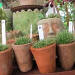 Container plants at Trade Secrets
