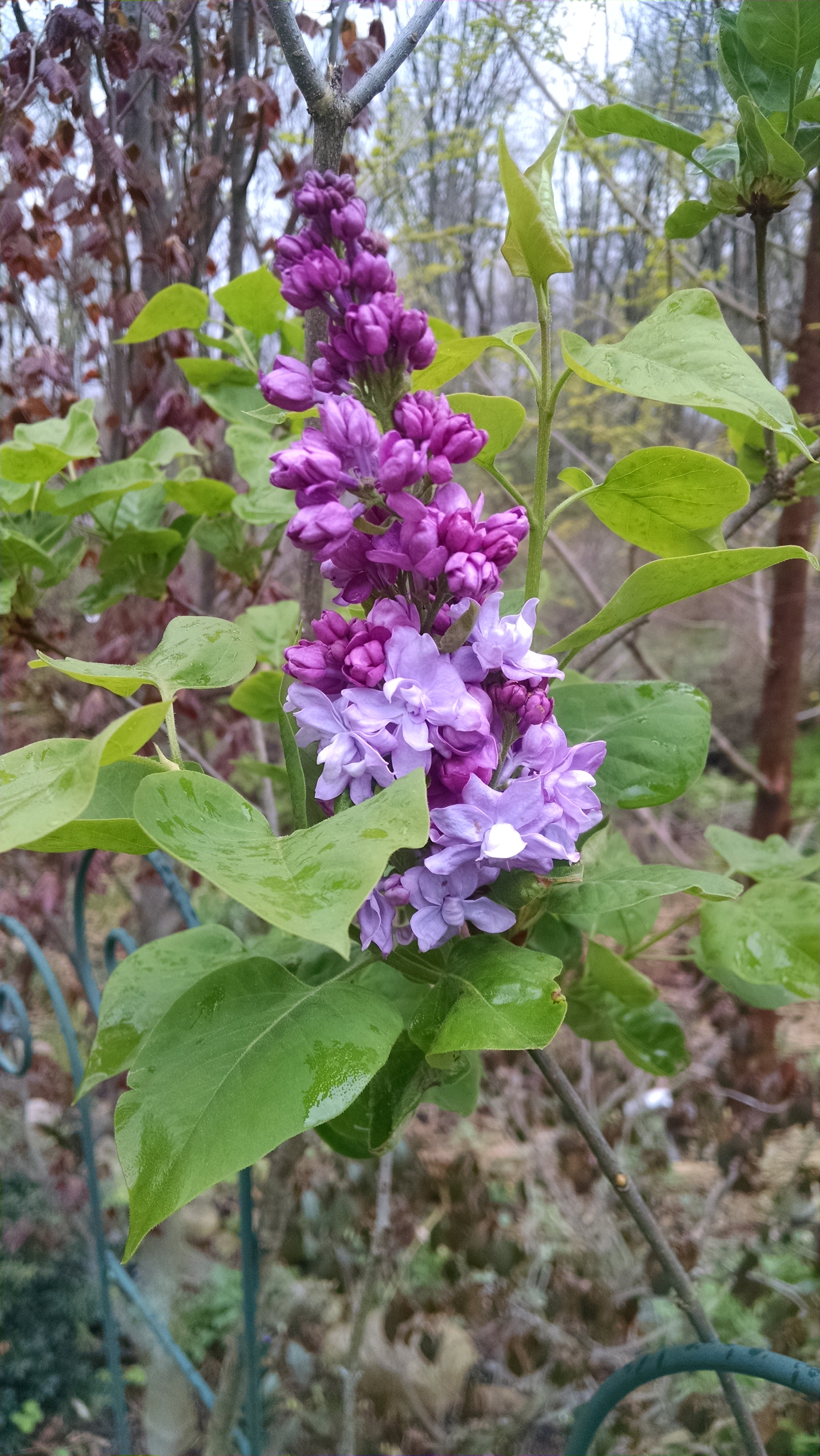 ebay yard garden outdoor living on The 6 Best Plants To Get Mom On Mother S Day