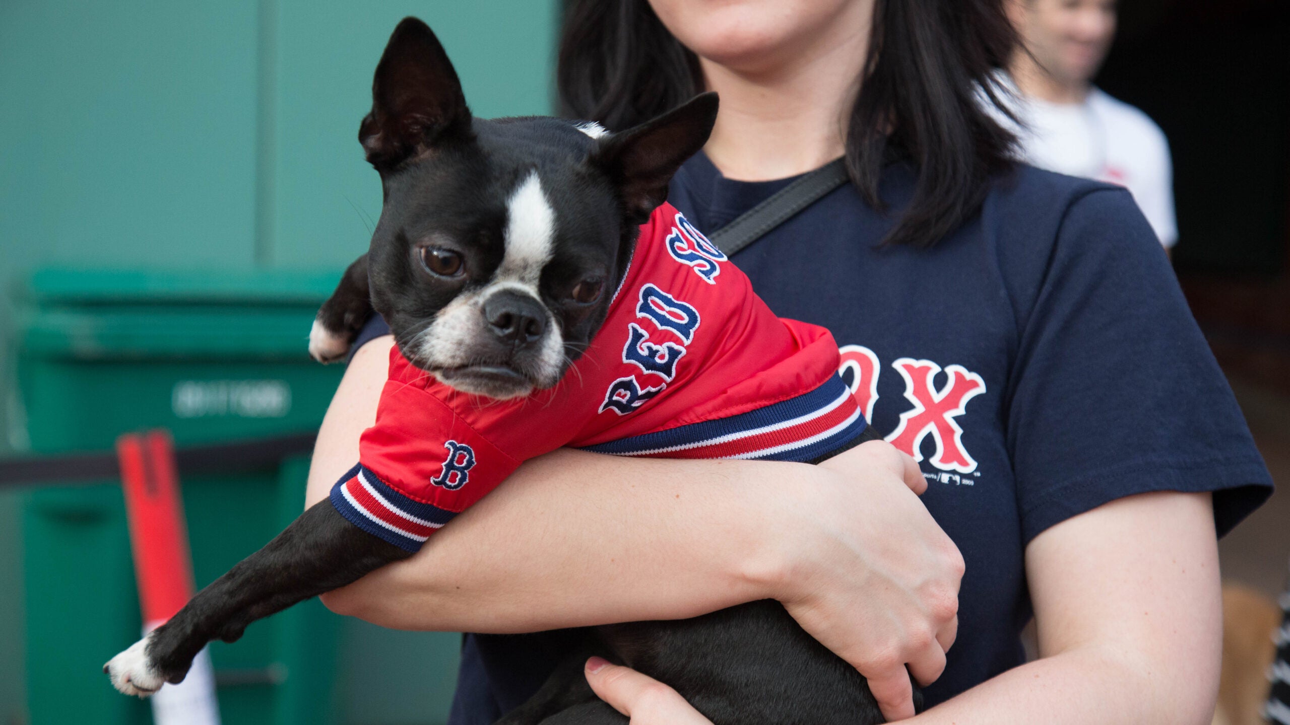 red sox dog jacket