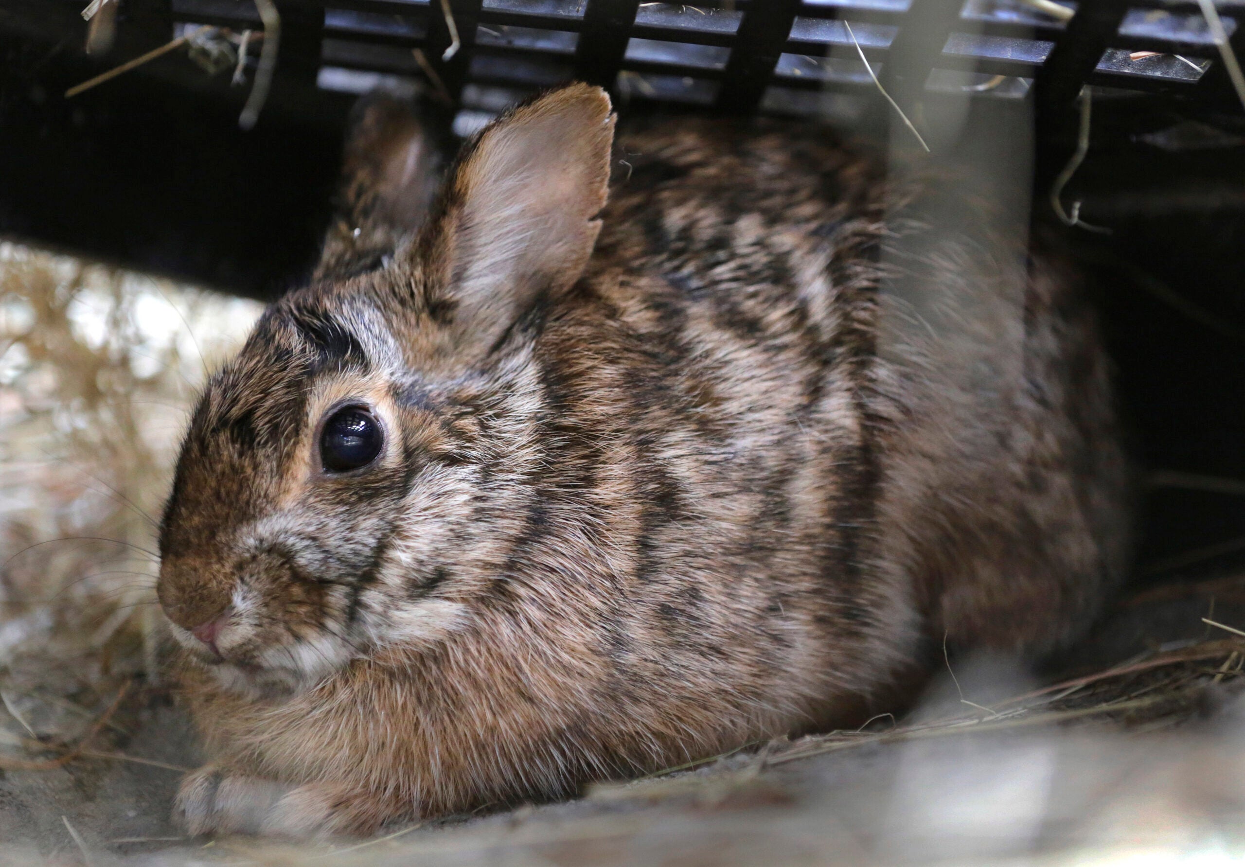 New England cottontail making a comeback in the region
