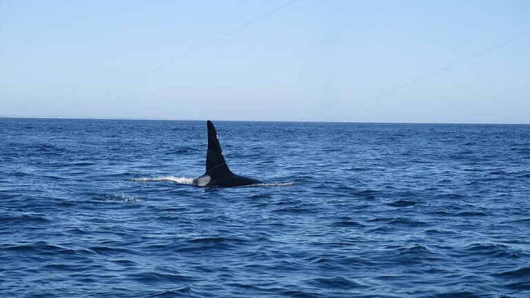 Saturday , a trip like no other! 4 whales and wow more - Bill