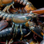 Live lobsters caught in Bar Harbor, Maine.