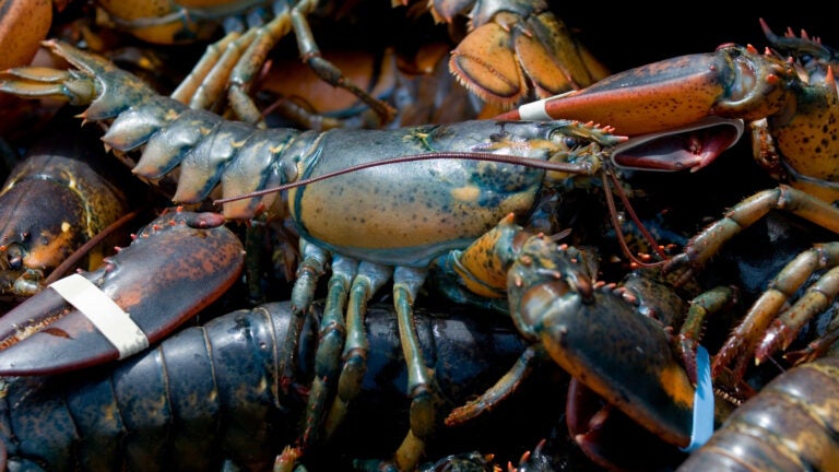 Live lobsters caught in Bar Harbor, Maine.