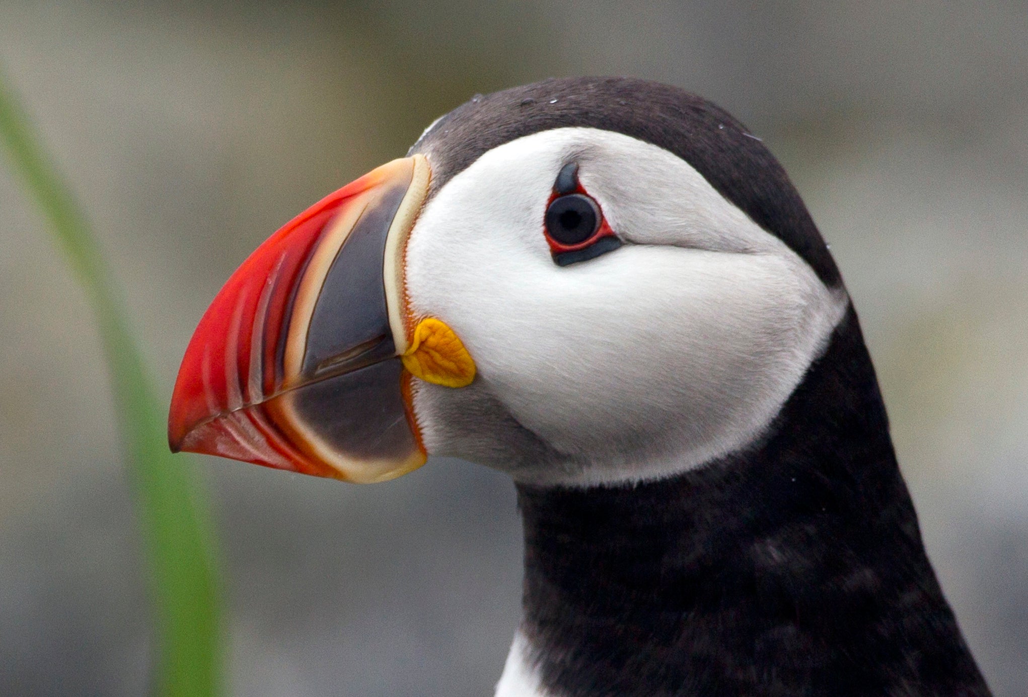 Maine puffins are rebounding and enjoying sand lance