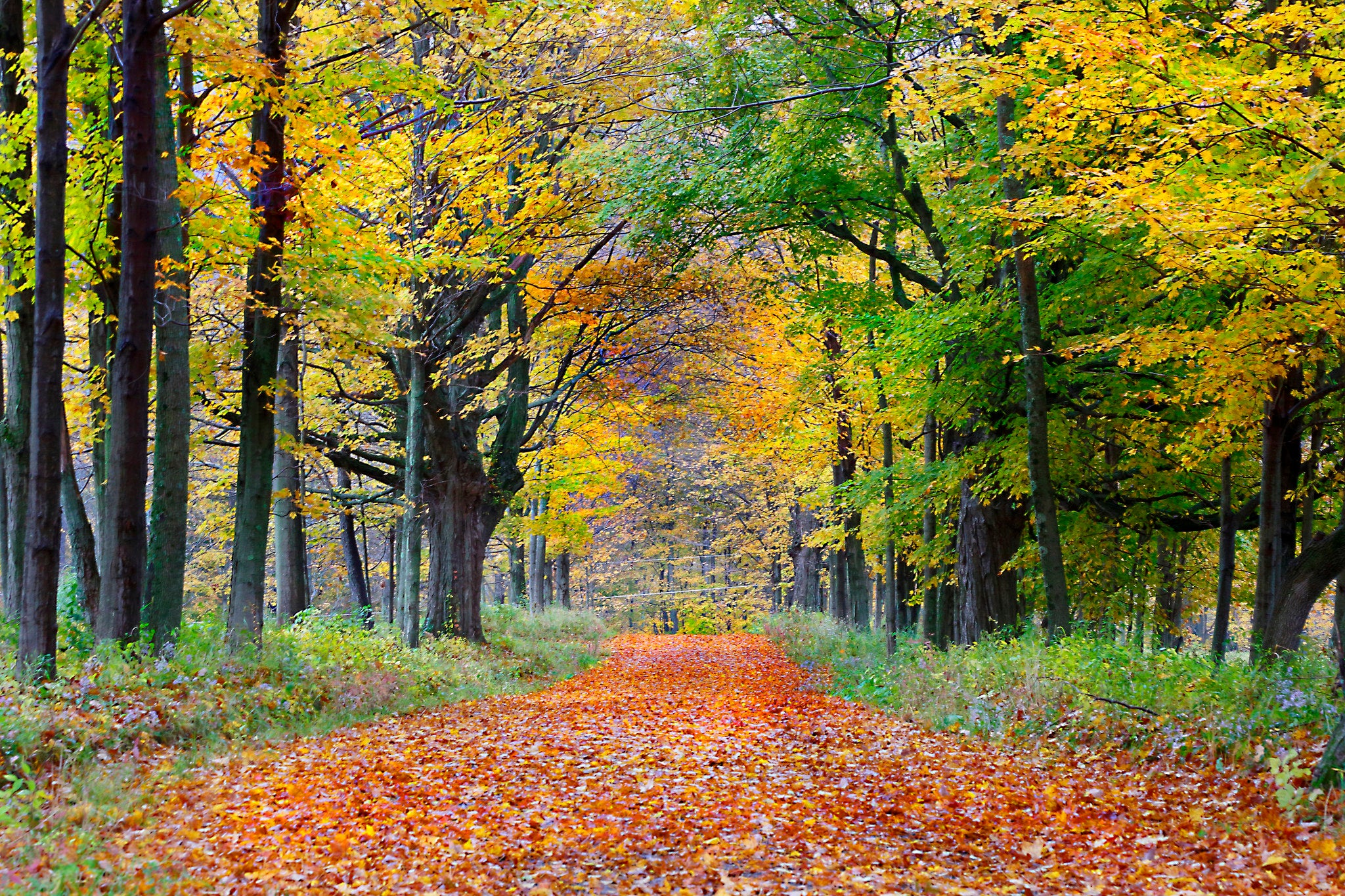 8 places to see fall foliage in Massachusetts