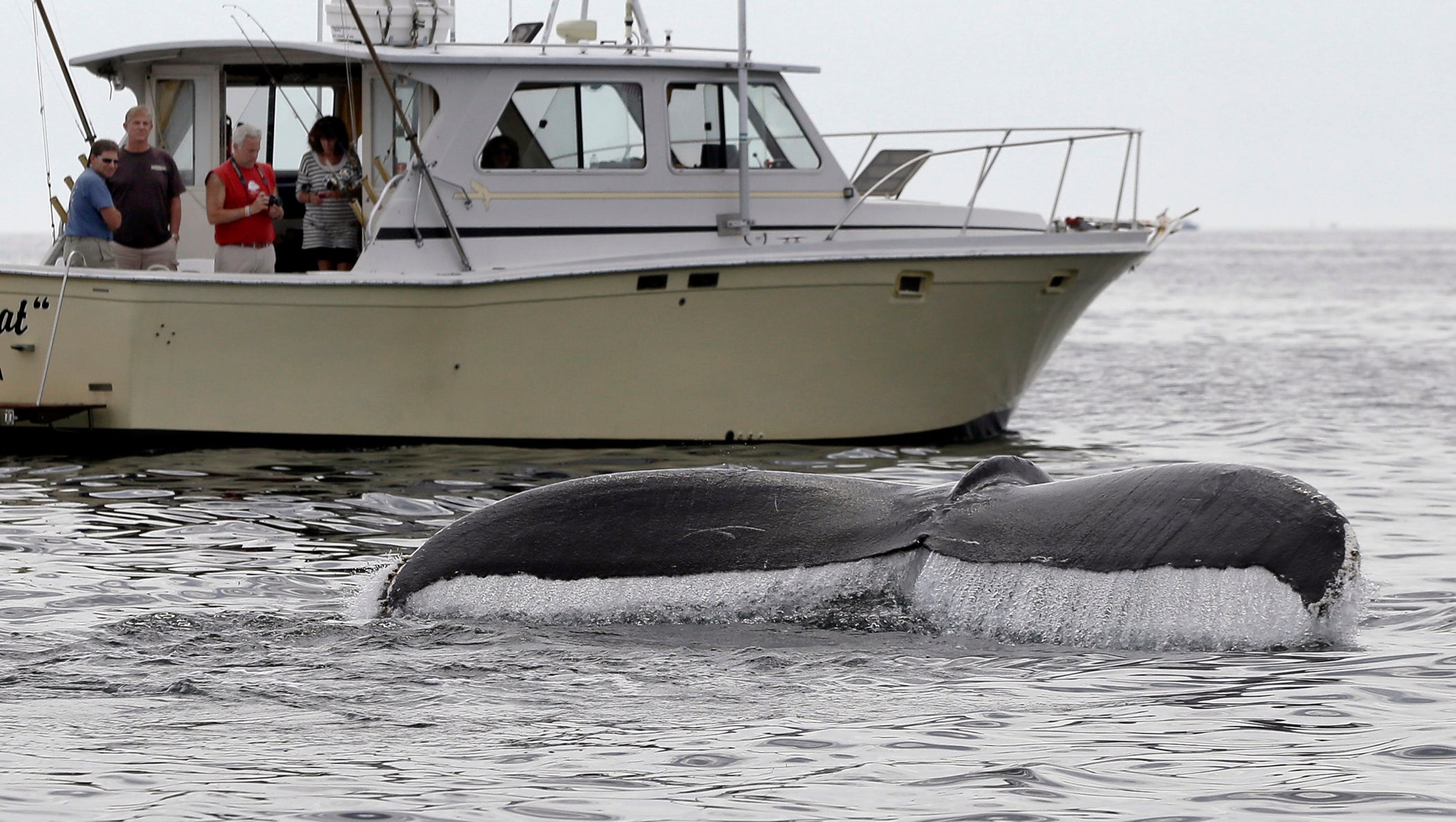 Feds take most humpback whales off endangered species list
