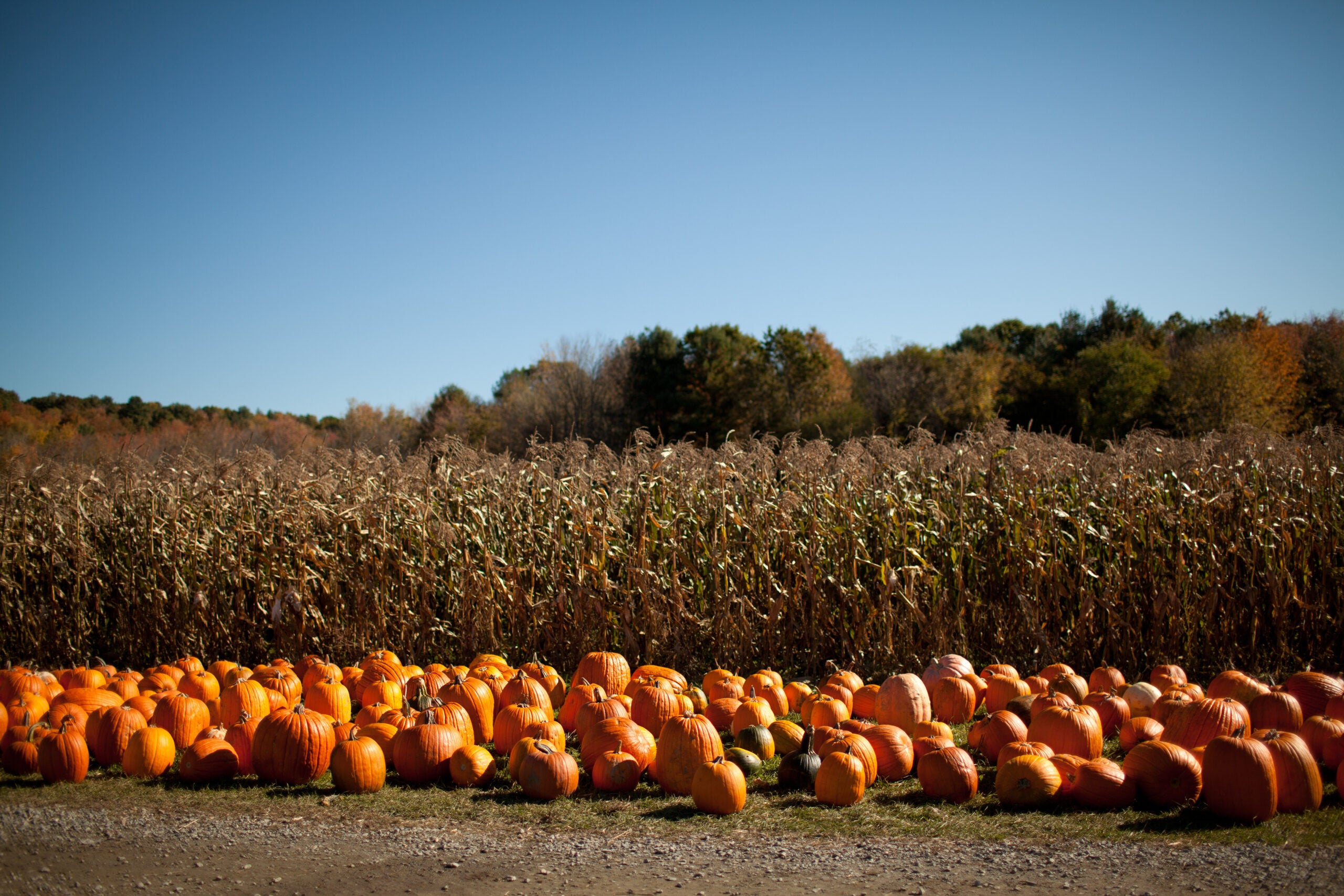 12 scenic pumpkin patches to visit throughout New England